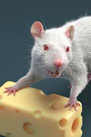 White Rat 3d Model In 2020 3d Model Model Animation