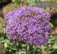 Us orders of $35+ from any participating shop now ship free. Trachelium Caeruleum Blue Throatwort Toptropicals Com