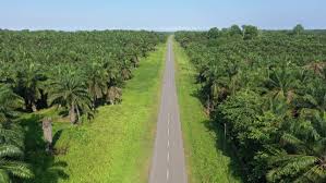 Senarai ladang kelapa sawit utk dipajak dan dijual (1) investment 3, mon 18/jan/2021 2:58pm utk pajakan ladang sawit labu, n9 10,000 acres ages 7 14 years old rental. Kelapa Sawit Popular Royalty Free Videos Imageric Com