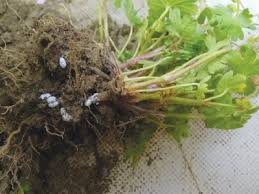 Simply uproot the plant, and then sprinkle some diatomaceous earth around the roots and into the soil. Mealybugs In Soil Garden Bugs