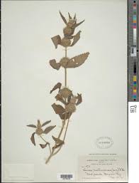 Image result for Leucas martinicensis