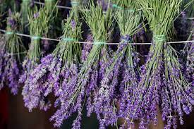 The Complete Guide To Growing Lavender For Profit Grocycle