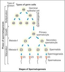 Name The Process Of Formation Of Spermatids From