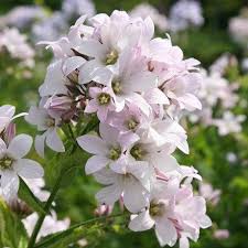 Campanula Lactiflora Loddon Anna Milky Bellflower In 2020 Lilac Flowers Campanula Plants