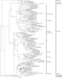 Image result for Danthoniopsis dinteri