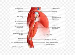 Check spelling or type a new query. Arm Shoulder Muscle Elbow Anatomy Png 600x600px Watercolor Cartoon Flower Frame Heart Download Free