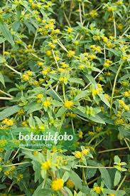 Image result for Flaveria trinervia