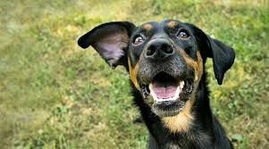Colors allowed colors in the doberman pinscher breed include black, red, blue and fawn. Doberman Pinscher Mixes 20 Different Doberman Hybrids
