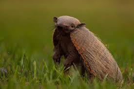 Sarahla Brazil Animals Animal Quotes Animals Brazil Animals