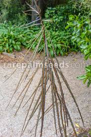 Image result for Klainedoxa