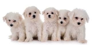 It is now one of the most popular of the toy breeds that live with a family in the u. Maltese Growth Chart Maltese Puppy Weight Chart