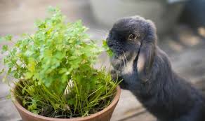The smell keeps rabbits out and works for other critters too. How To Keep Rabbits Out Of The Garden 4 Cruelty Free Ways To Keep Rabbits At Bay Express Co Uk
