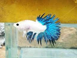 Blue Rim Marble Crown Tail
