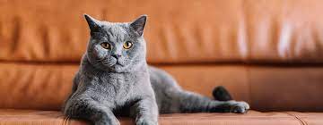 Long haired grey cat breeds. 7 Grey Cat Breeds That Look Completely Mesmerising Purina