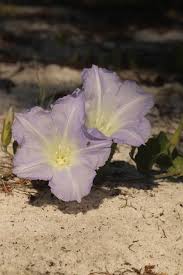 Image result for Bonamia spectabilis