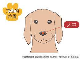 狗狗中暑 休克或發燒按壓 人中穴 協助緊急處理 scooby doo scooby family guy