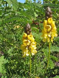 Image result for Cassia thyrsoidea
