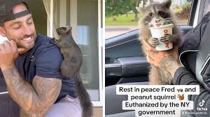 Peanut the Squirrel  PNut | Know Your Meme