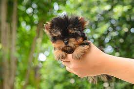 What Is A Teacup Yorkie Should You Get A Teacup Yorkie Everything You Need To Know Yorkie Passion