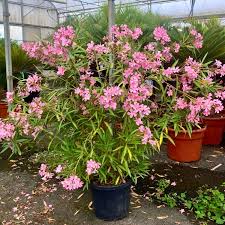 Image result for Oleandra