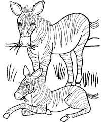 Cute baby farm animal coloring pages. Wild Animal Coloring Pages Mother And Baby Zebra Coloring Page Coloring Home