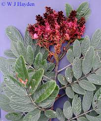 Image result for Lonchocarpus