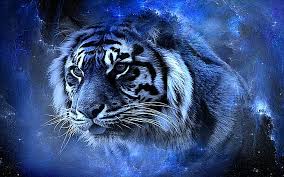We have a massive amount of hd images that will make have a wallpaper you'd like to share? Hd Wallpaper Tiger Beauty Awesome Blue Cool Gorgeous Lovely Nice Hd Animals Wallpaper Flare