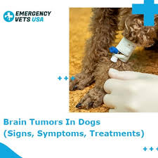 Fri, may 7, 2021 5:21 pm. Brain Tumors In Dogs Signs Symptoms Treatment Options