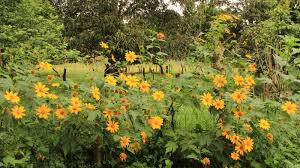 Image result for Tithonia diversifolia