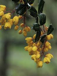 Image result for Berberis darwinii