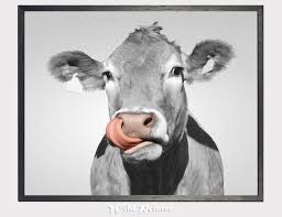 Black And White Cow Framed Pictures Funny Cow Lick Print Country Home Decor Black White Farm Animal Wall Art Kitchen Printable Farmhouse Photography Wildlife Humor Animal Wall Art Diy Prints Art