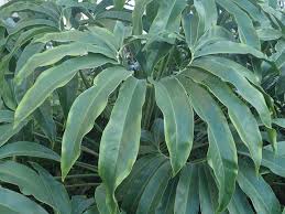 Image result for Thaumatophyllum