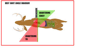 Keys To Understanding Shot Placement On A White Tailed Deer