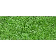 Rumput taman malang saya adalah petani dan penjual rumput gajah mini. Jual Bibit Rumput Jepang