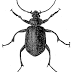 Beetle