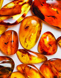 Capsum For Carlin Pierre Ambre Fossiles Bijoux Ambre
