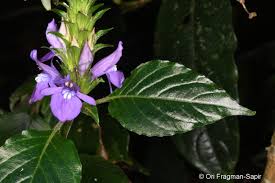 Image result for Anisosepalum alboviolaceum