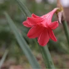 Image result for Cyrtanthus galpinii