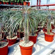 Image result for Pachycarpus eximius