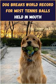Dog Breaks World Record For Most Tennis Balls Held In Mouth In 2020 Beach Humor World Records Tennis Balls