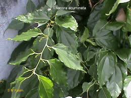 Image result for Tiliacora funifera