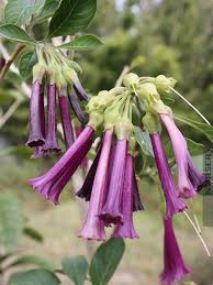 Image result for Iochroma