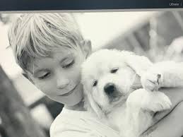 Golden Retriever Puppies For Sale In Bethany Beach, DE