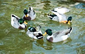 Humane duck deterrents are the safest solution for getting rid of wild ducks. Group Of Wild Mallard Ducks Swim In The Pool Stock Photo Picture And Royalty Free Image Image 24400201