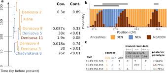 Our first tantalising glimpse of the denisovans came in 2010 with genetic analysis of a tooth and tiny finger bone found in a. 100 000 Years Of Gene Flow Between Neandertals And Denisovans In The Altai Mountains Biorxiv