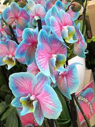 Pin On La Nature Falsifiee False Nature
