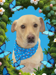 Butt's Big & Little Paws Pet Grooming