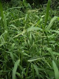 Image result for Eriochloa