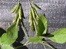 Image result for Neonotonia wightii