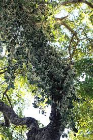 Image result for Vanwykia remota